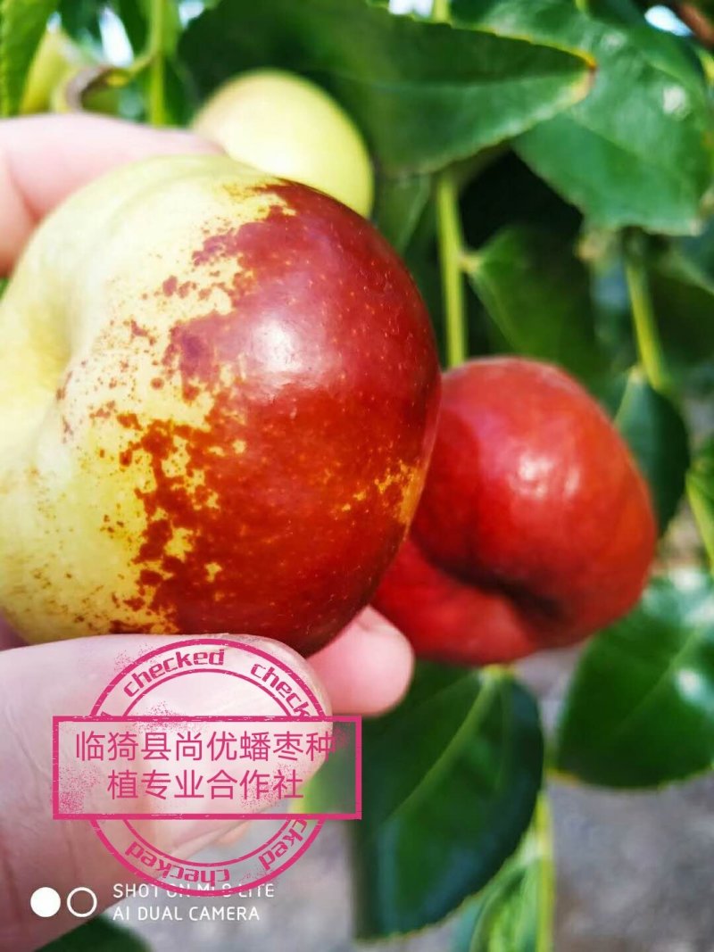 蟠枣蟠枣因像蟠桃而得名个大核小，口感酸甜酥脆，汁多无渣
