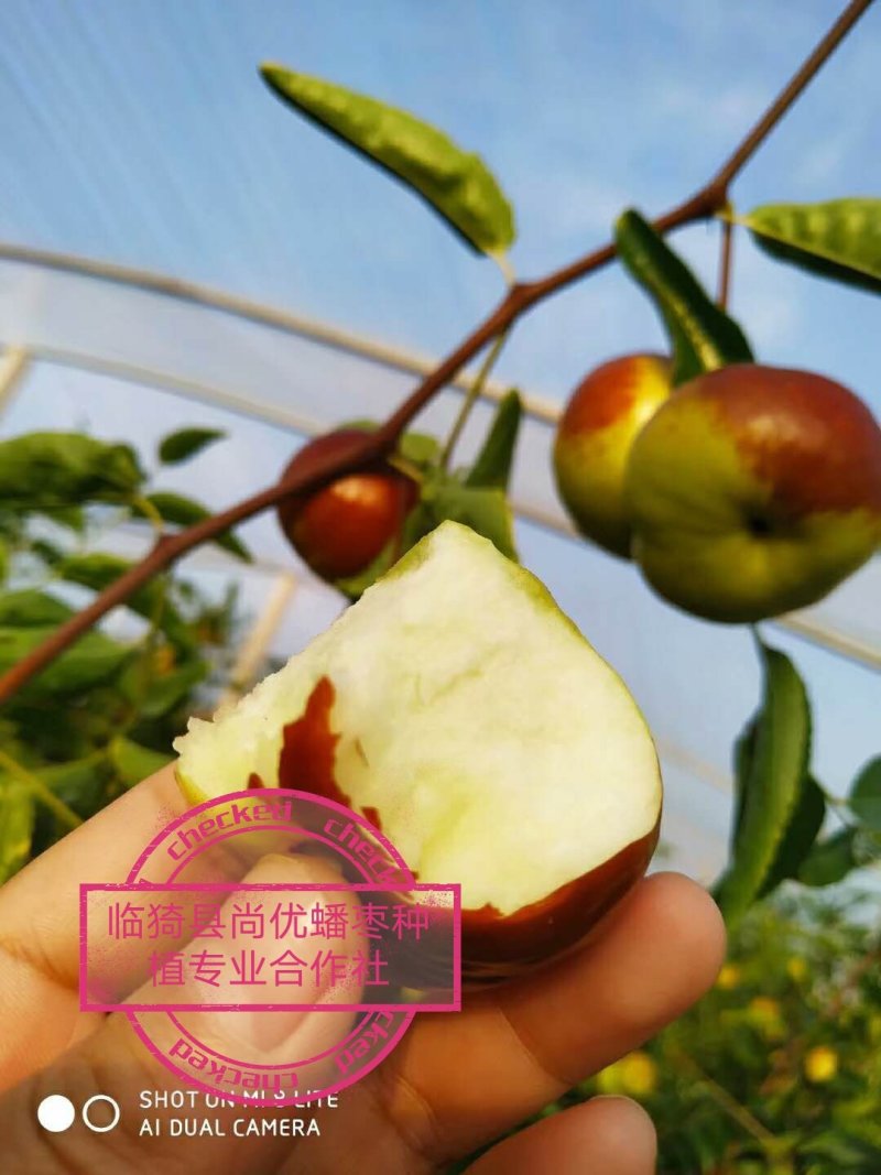 蟠枣蟠枣因像蟠桃而得名个大核小，口感酸甜酥脆，汁多无渣