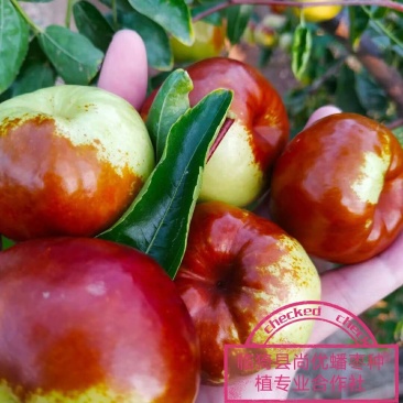 蟠枣蟠枣因像蟠桃而得名个大核小，口感酸甜酥脆，汁多无渣