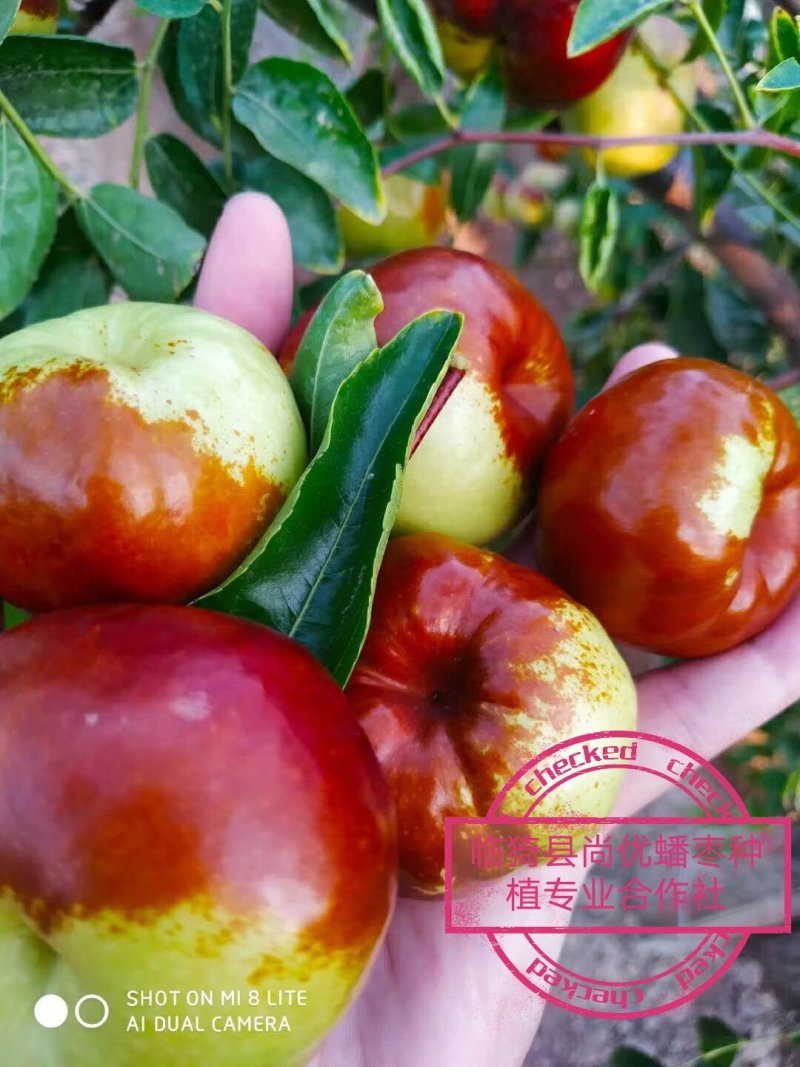 蟠枣蟠枣因像蟠桃而得名个大核小，口感酸甜酥脆，汁多无渣