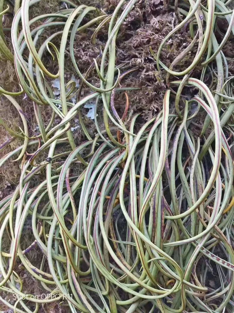 化石草