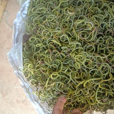 化石草