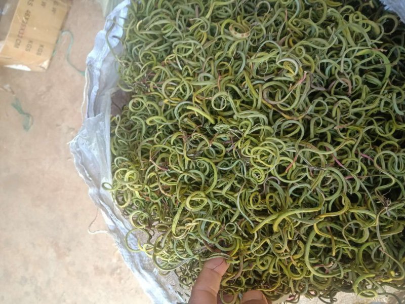 化石草