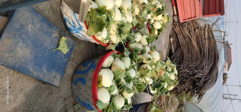 南汇玉菇，可现场或视频看货，可现场采摘或提前预约采摘