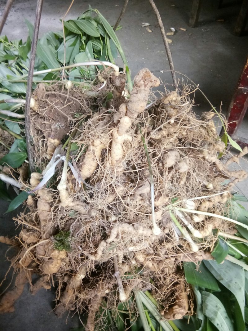 黄精种苗