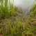 野生水菖蒲无硫全干货火烧无杂质