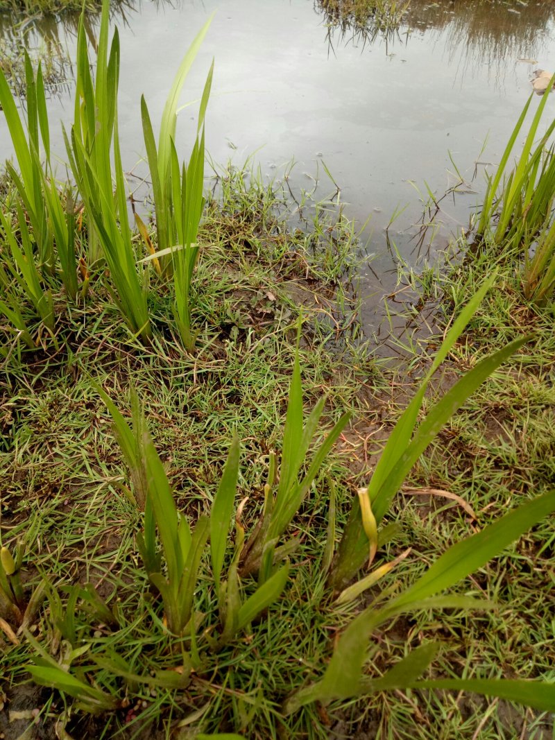野生水菖蒲无硫全干货火烧无杂质