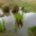 野生水菖蒲无硫全干货火烧无杂质