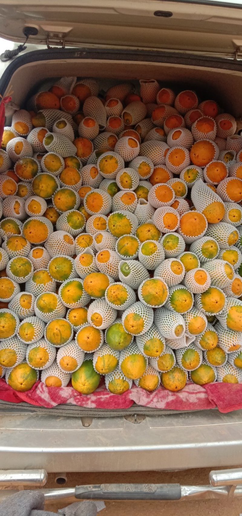 木瓜