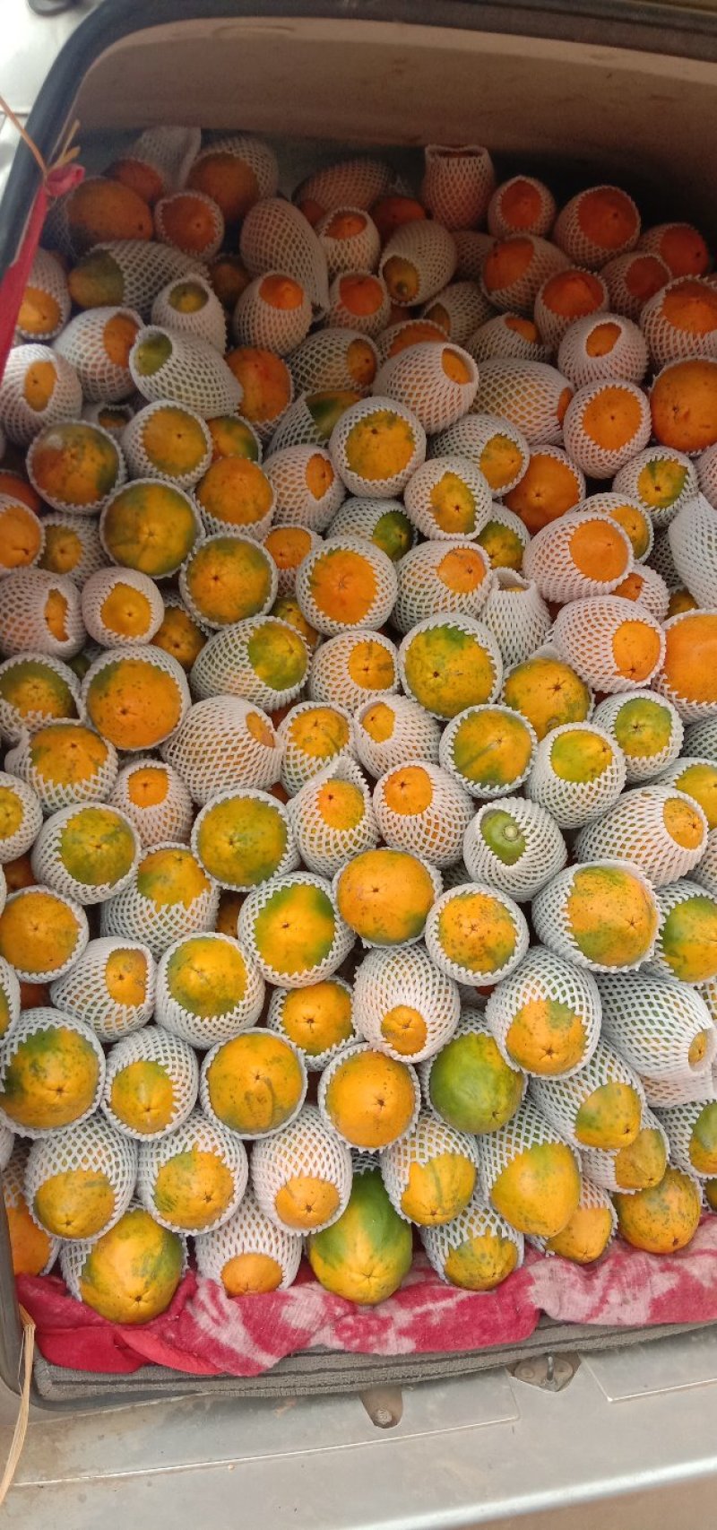 木瓜