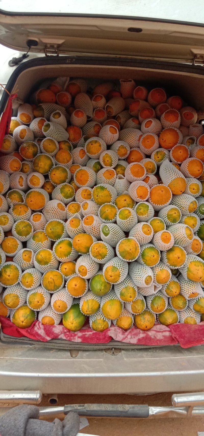 木瓜