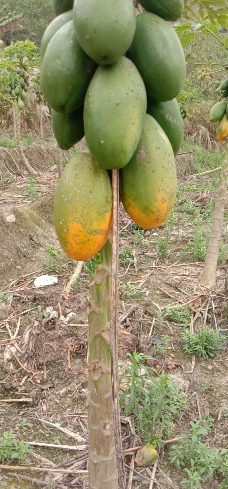 木瓜