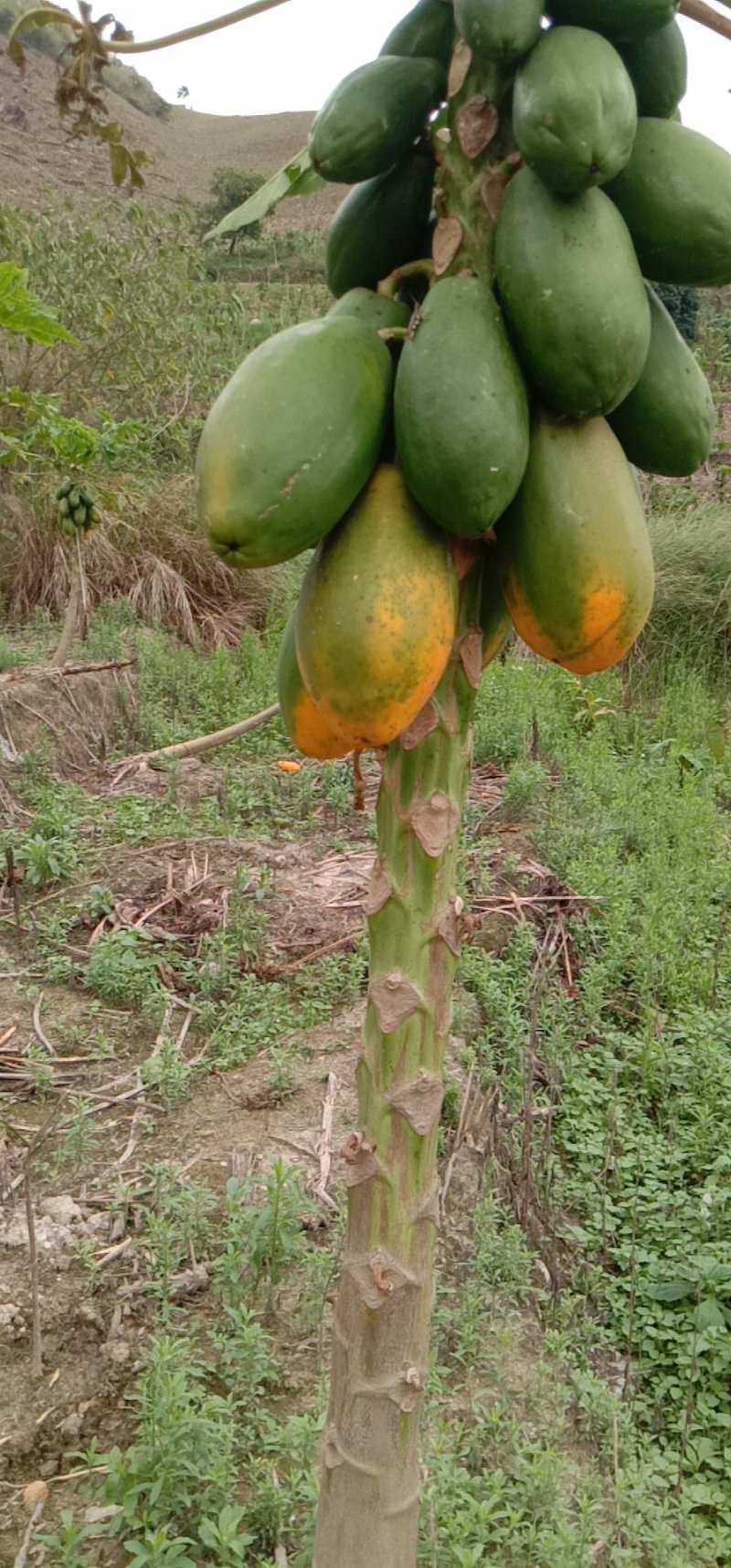 木瓜
