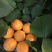 蒙阴沂蒙山大棚油桃，杏大量上市品质保证诚信合作