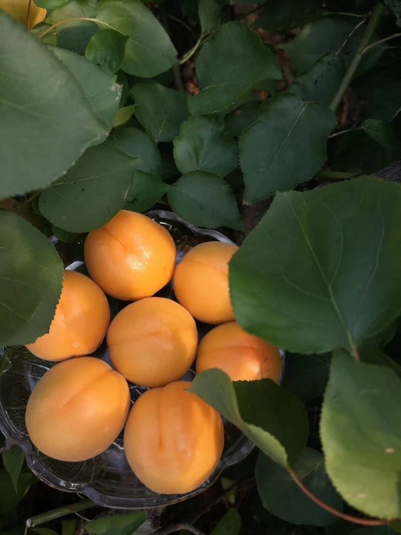 蒙阴沂蒙山大棚油桃，杏大量上市品质保证诚信合作