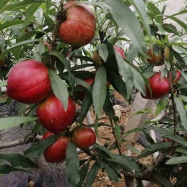 蒙阴沂蒙山大棚油桃，杏大量上市品质保证诚信合作