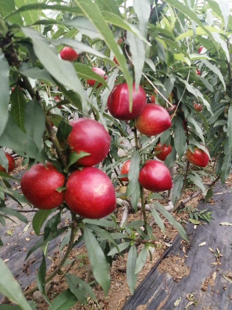 蒙阴沂蒙山大棚油桃，杏大量上市品质保证诚信合作