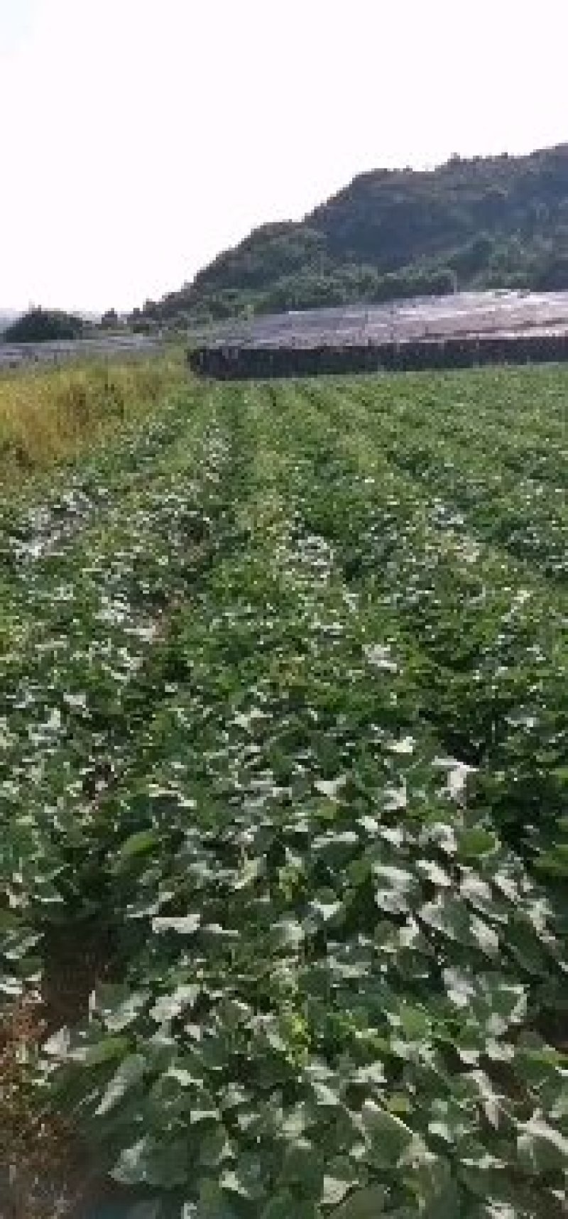 红薯苗