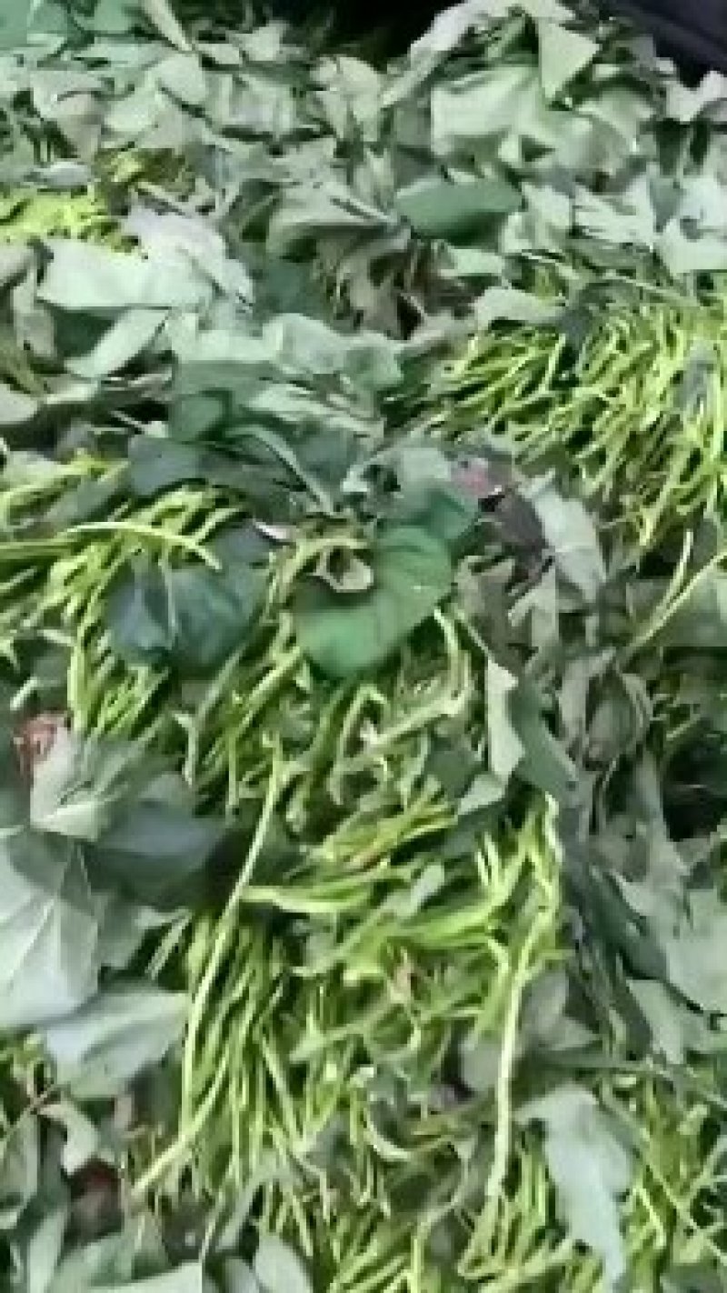 红薯苗
