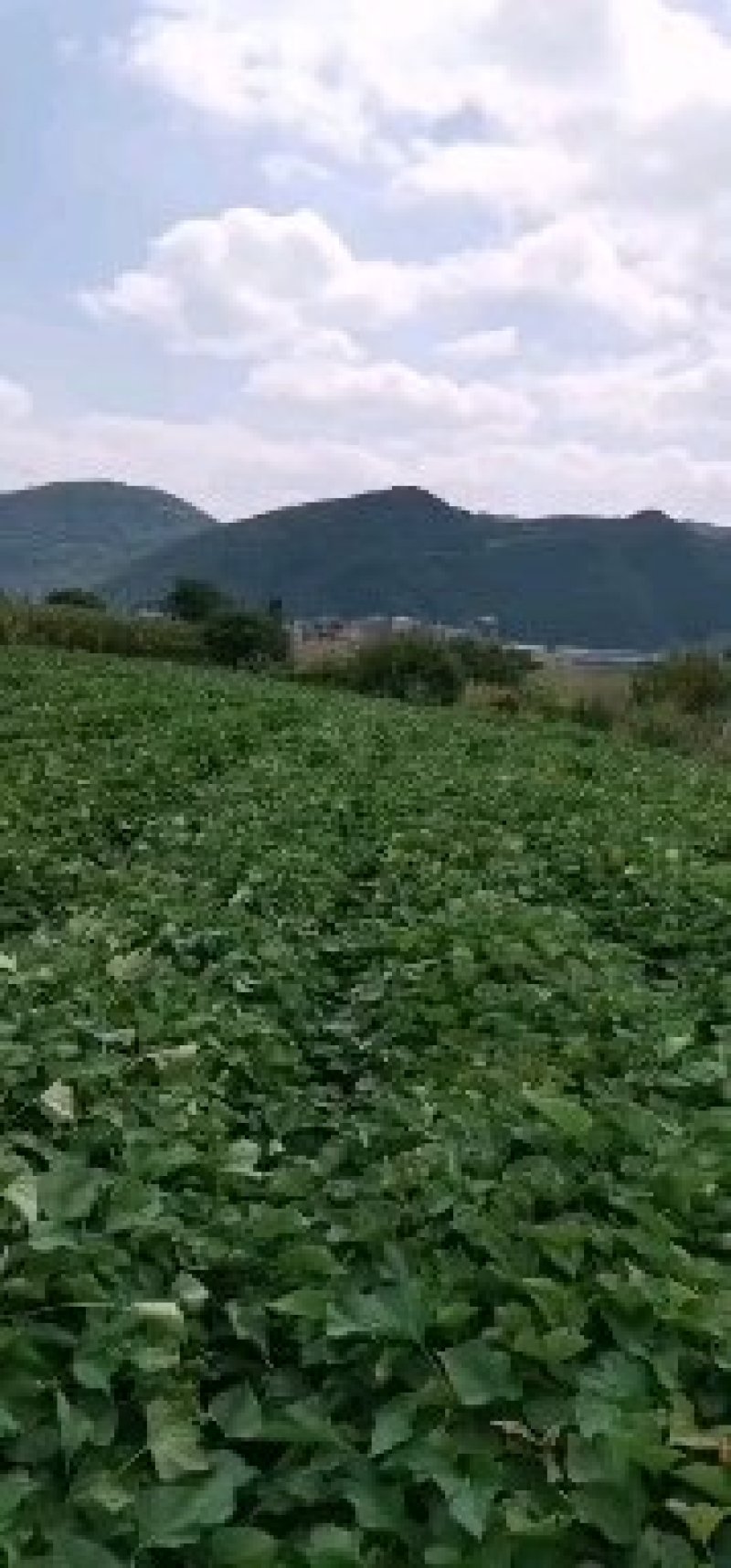 红薯苗