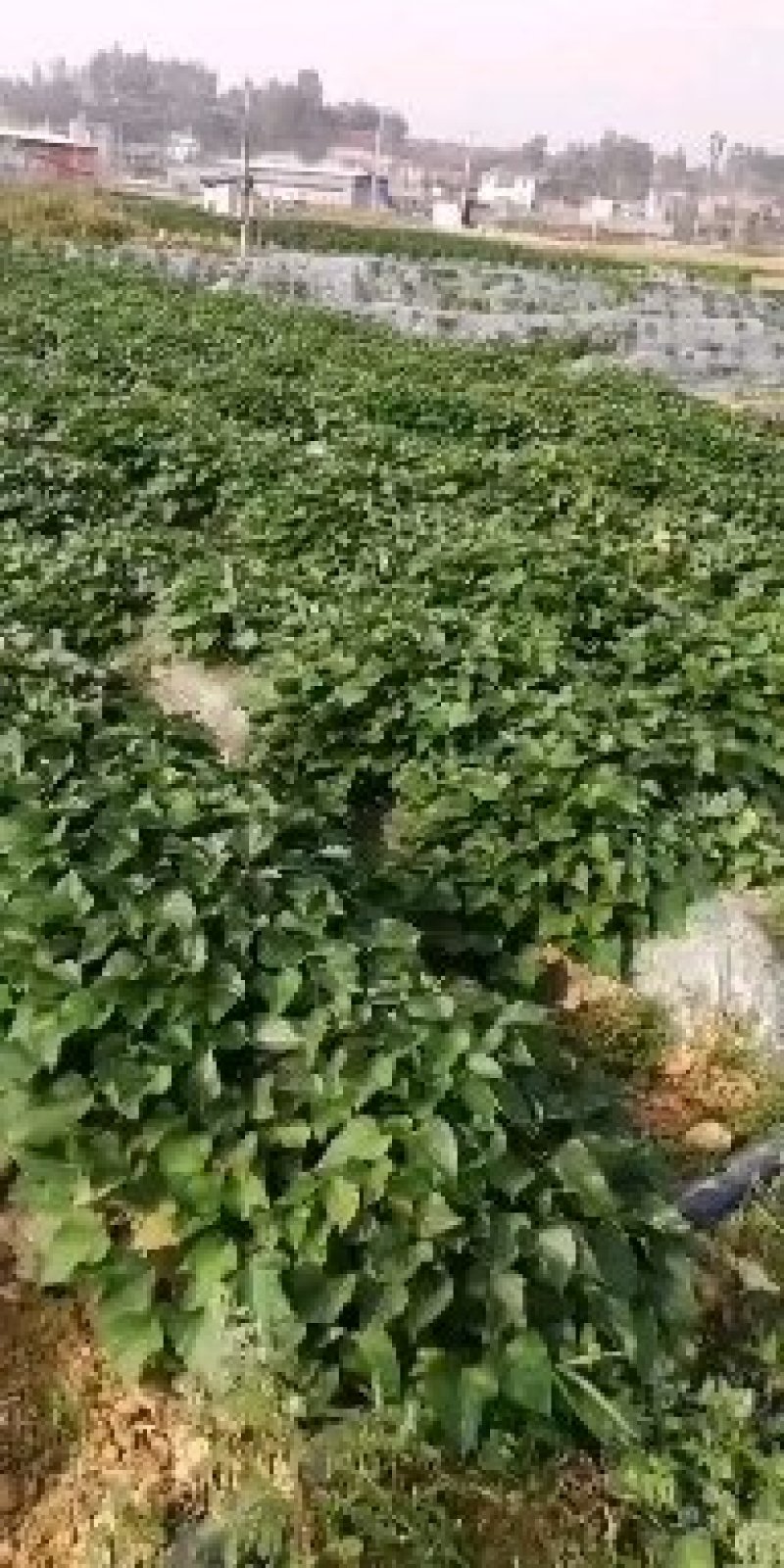 红薯苗