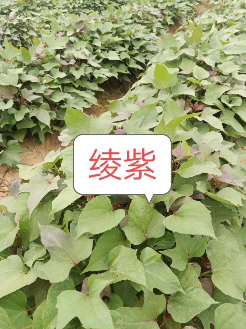 红薯苗