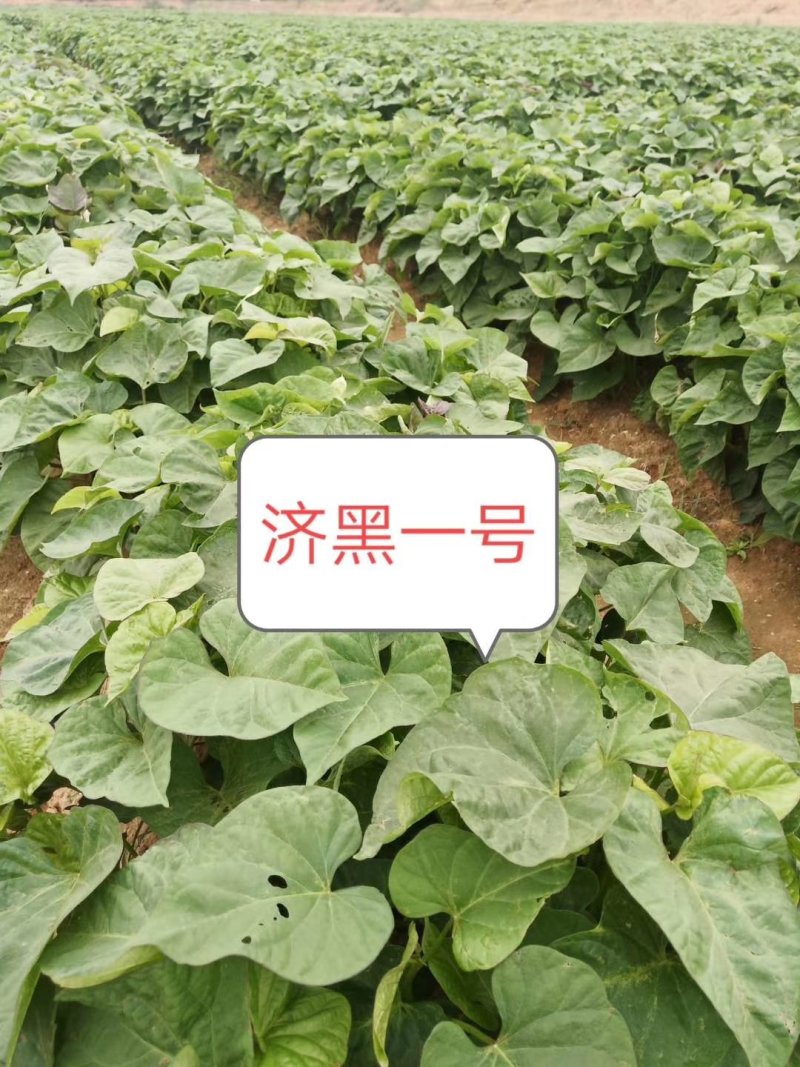 红薯苗