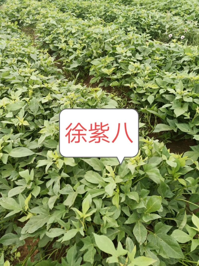 红薯苗