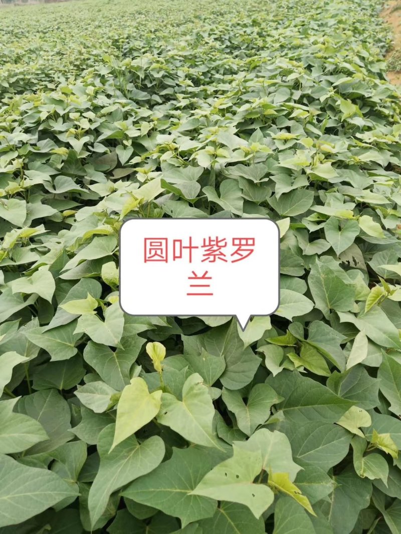 红薯苗