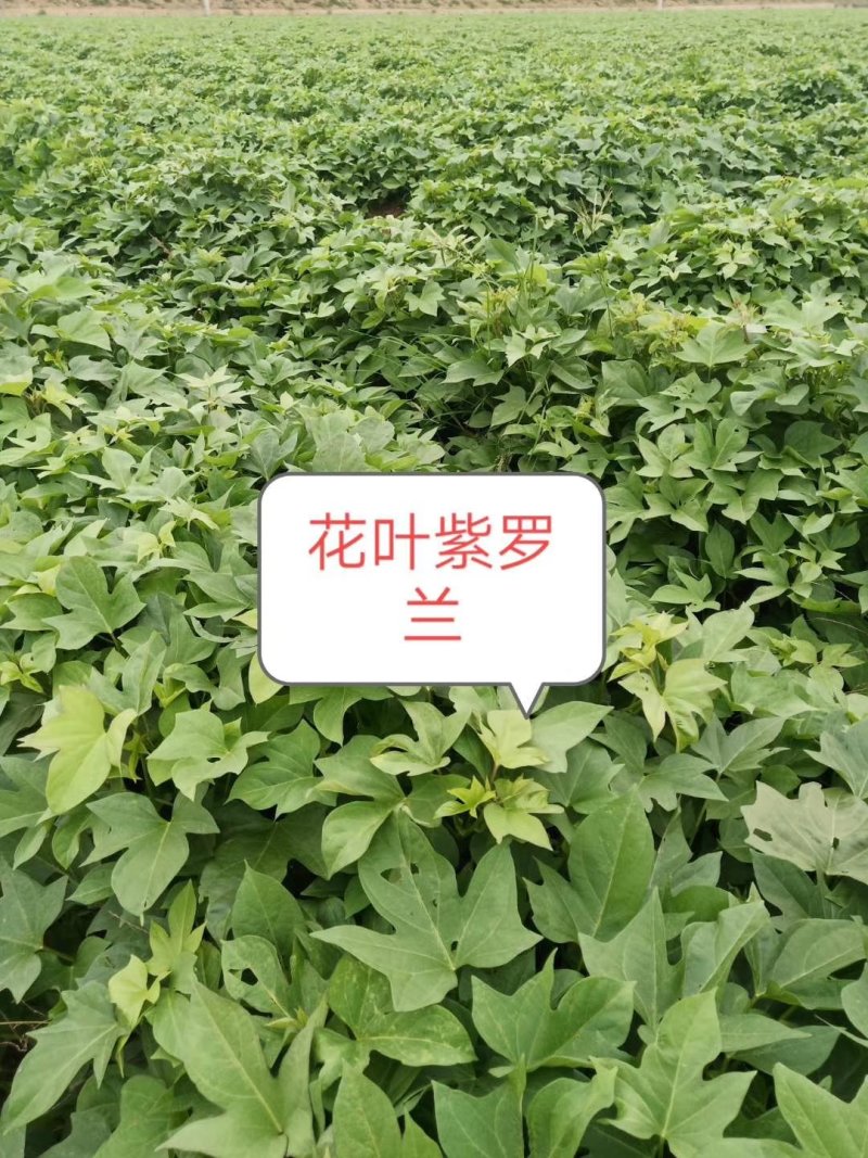 红薯苗