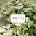 红薯苗