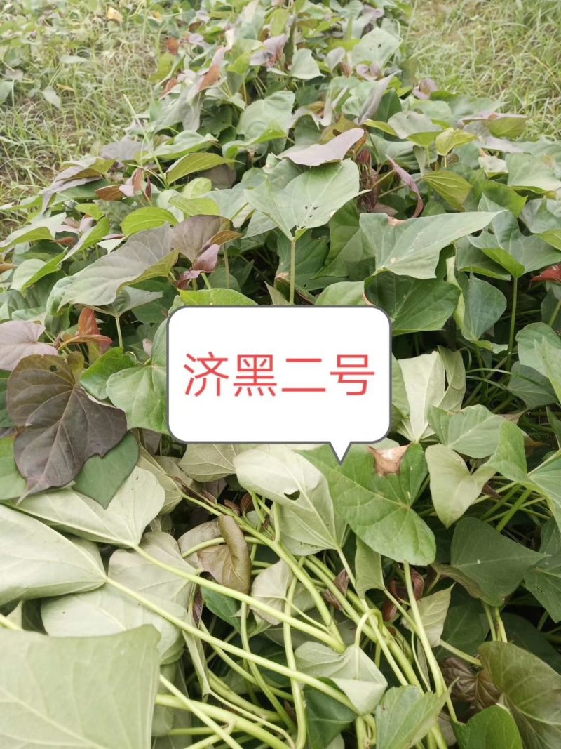 红薯苗