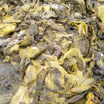 腌制青菜，大叶青菜