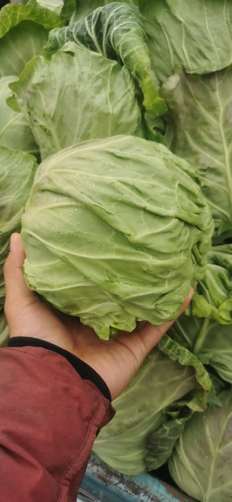 中甘中甘甘蓝牛心菜大量现货质量保证诚信经营