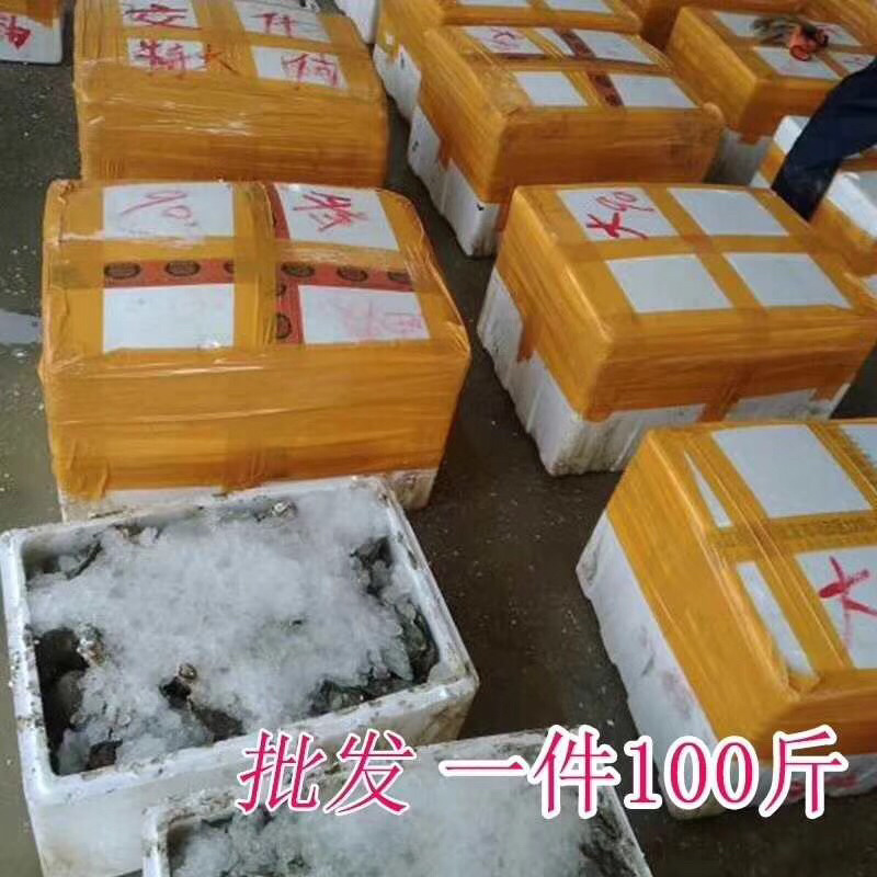 生蚝鲜活井洲烧烤生蚝专用全壳生蚝，代加工半壳全国直销