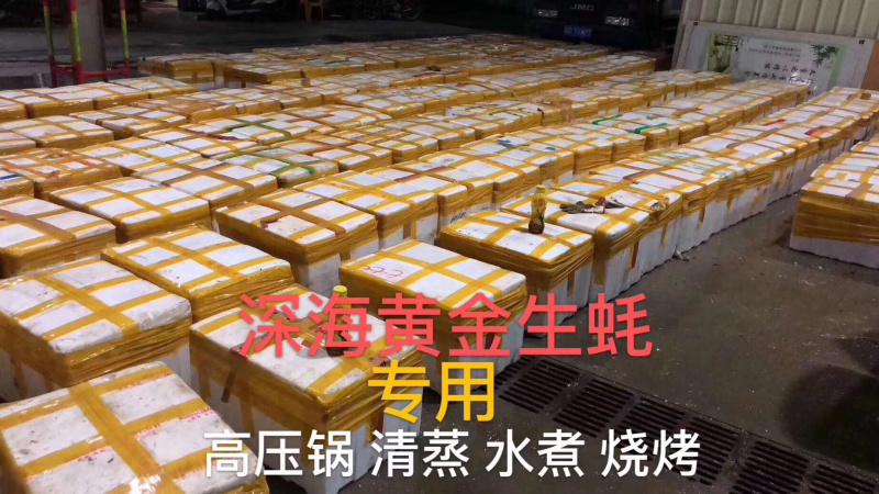 生蚝鲜活井洲烧烤生蚝专用全壳生蚝，代加工半壳全国直销