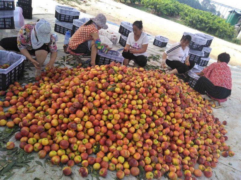 【精选】山东露地油桃脆甜多汁基地直销可视频看货！