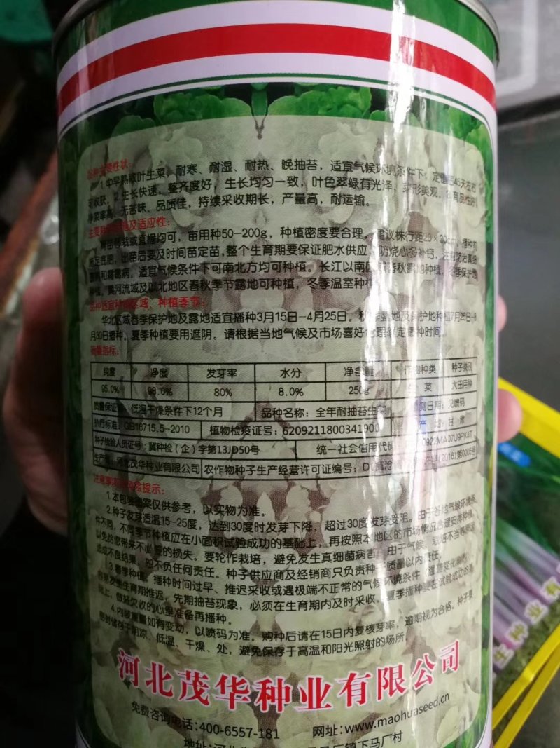 耐热耐抽苔生菜种子高品质高质量抗性好抗病强品质好