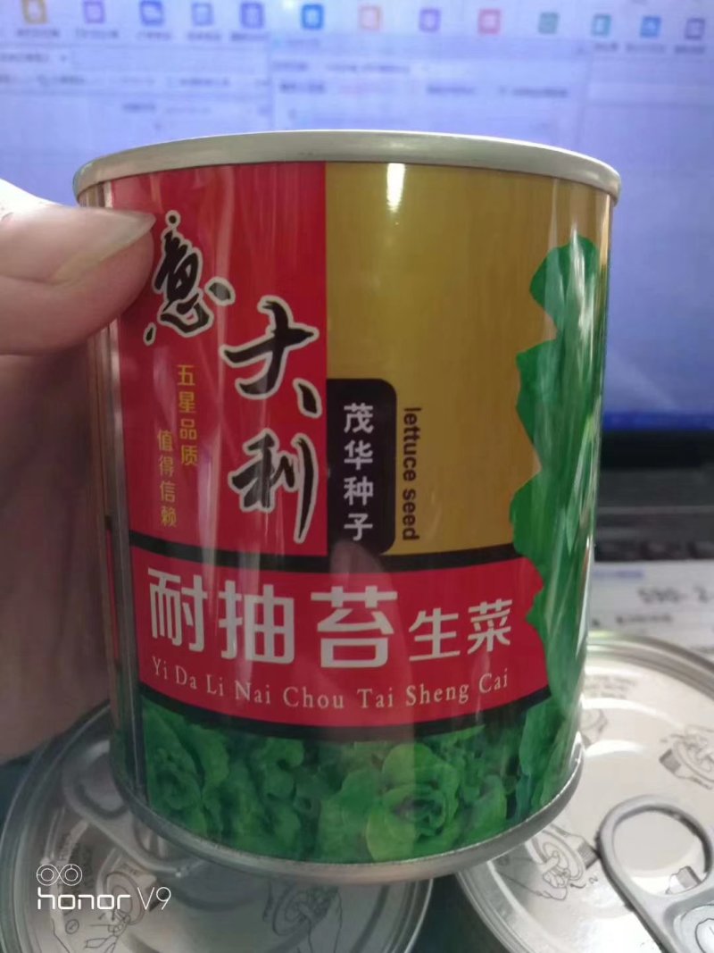 耐热耐抽苔生菜种子高品质高质量抗性好抗病强品质好