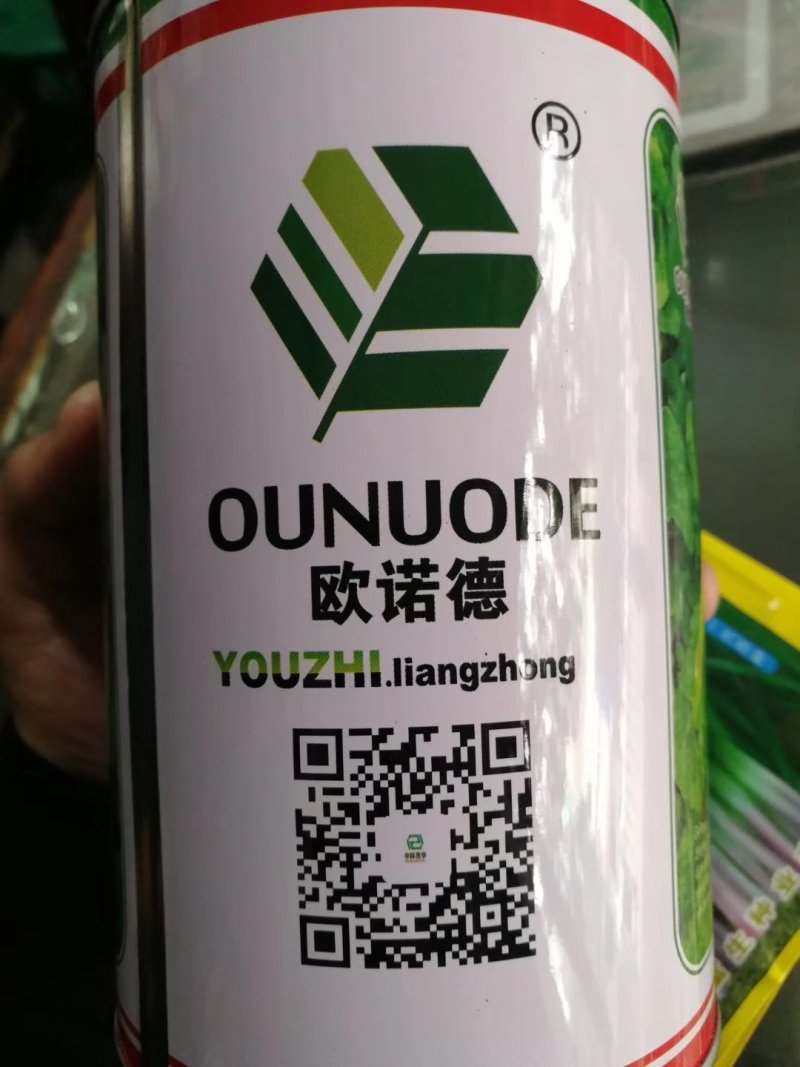 耐热耐抽苔生菜种子高品质高质量抗性好抗病强品质好