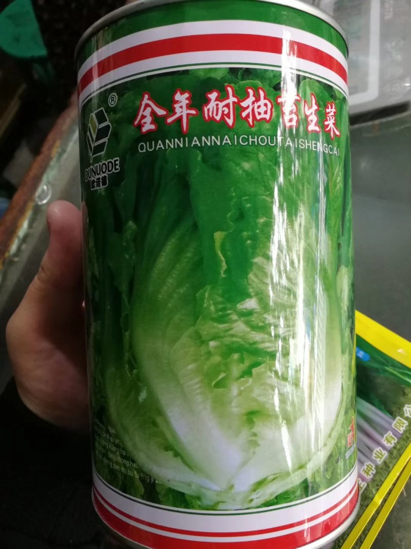 耐热耐抽苔生菜种子高品质高质量抗性好抗病强品质好