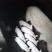 仔猪贵州优质二元三元仔猪良杂仔猪（欢迎各界老板咨询选购）