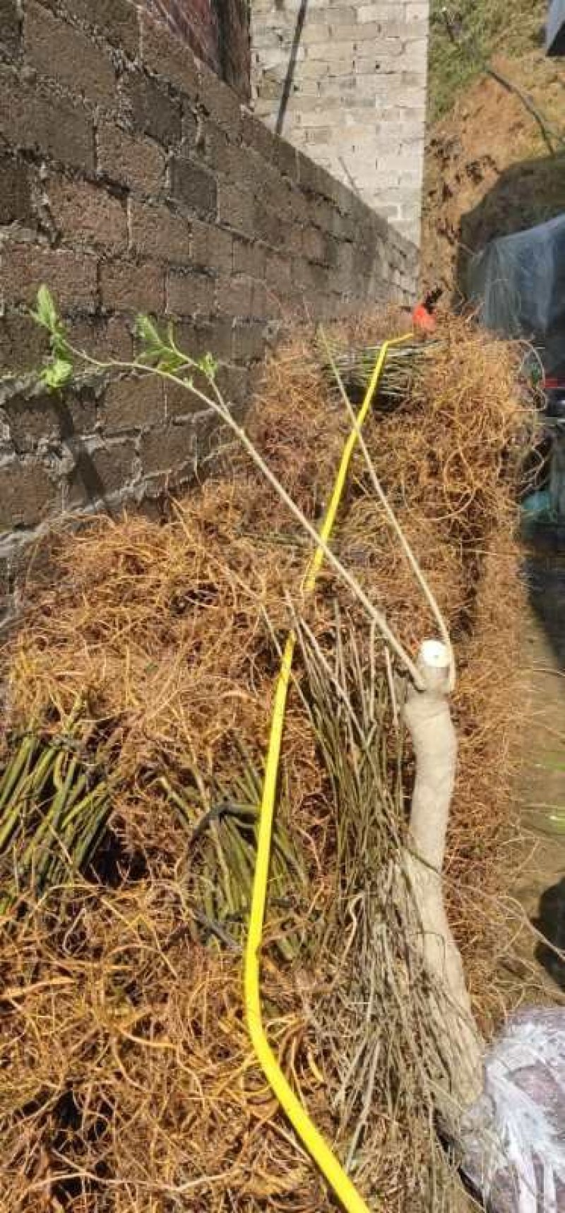 正品白花牛奶苗零售批发价