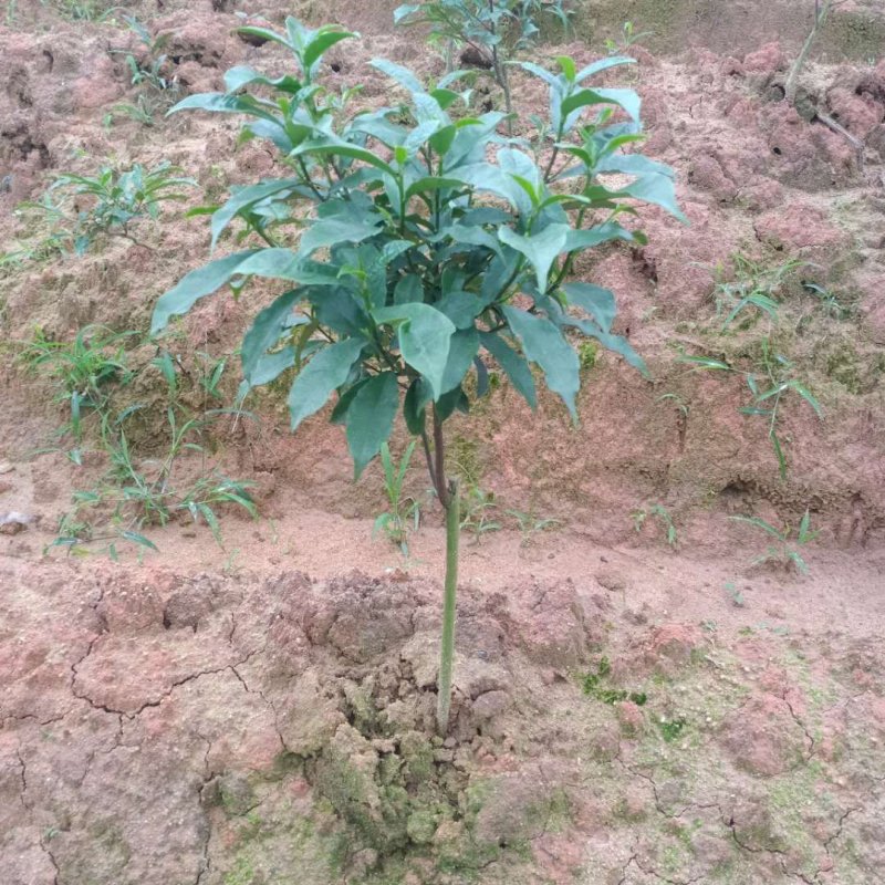 正品白花牛奶苗零售批发价