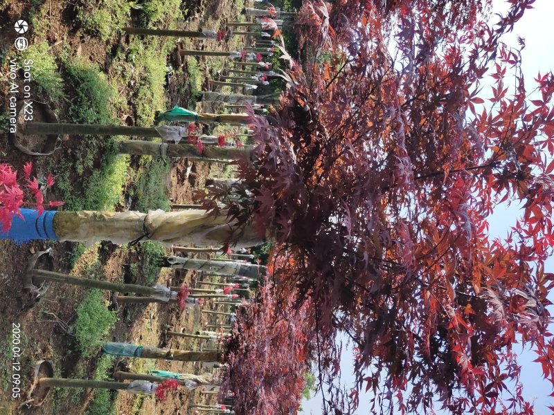 俄罗斯三季红枫，5/10公分基地直供量大从优