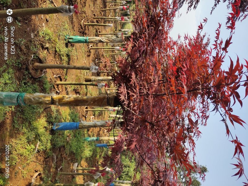 俄罗斯三季红枫，5/10公分基地直供量大从优