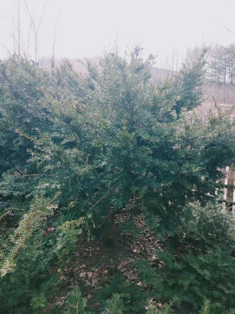 东北红豆杉各种规格适合全国种植另有工艺品