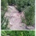 东北红豆杉各种规格适合全国种植另有工艺品