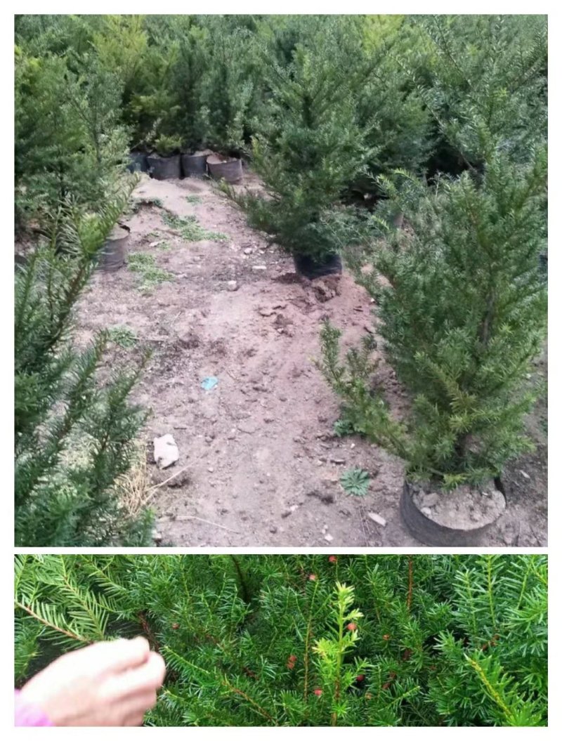 东北红豆杉各种规格适合全国种植另有工艺品