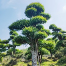 苗圃大量供应造型榆树异型榆树天诚苗圃